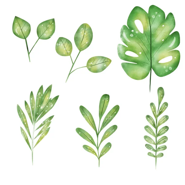 Tropical leaves. Hand drawn leaves illustration in watercolor.