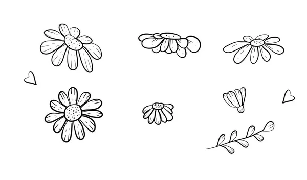 Daisy in a vector style isolated.Vector flowers doodle — Stock Vector