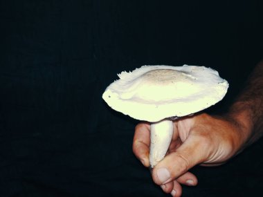 Siyah arka planda beyaz mantar.