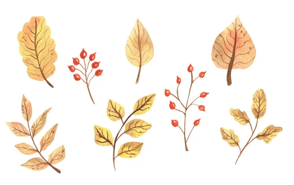 秋天落叶 手绘水彩画 贴在白色背景上 — 图库照片