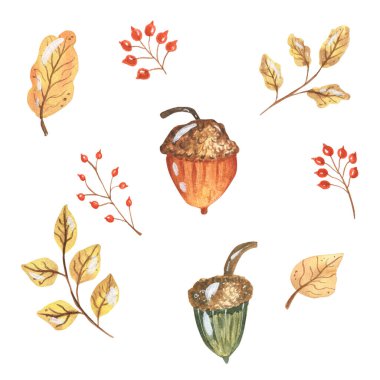 Meşe palamudu ile suluboya kompozisyonu. El çizimi suluboya çizimi. Beyaz bir arkaplanda izole edilmiş..