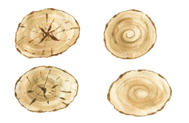 Ağaç halkaları. Suluboya çizimi. El çizimi soyut arkaplan. Boyalı ahşap doku.