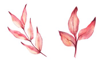 Sulu sonbahar yaprağı seti. El çizimi suluboya çizimi. Beyaz bir arkaplanda izole edilmiş..