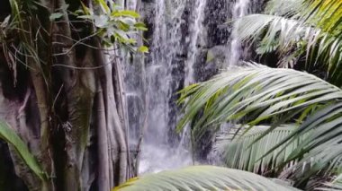 Pastoral şelale, orman ile palmiye yaprakları