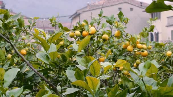 Sinaasappelbomen Soller Mallorca — Stockvideo