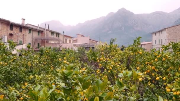 Apelsinträd Soller Mallorca — Stockvideo