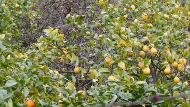 Orange Trees Soller Mallorca — Stock Video