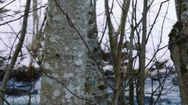 Árboles Con Río Invierno Fondo — Vídeo de stock