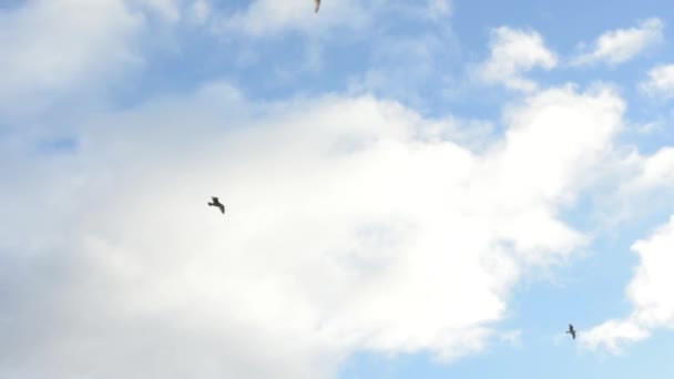 Mouettes Volant Avec Des Nuages Fond — Video