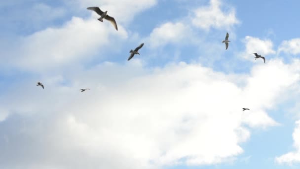 背景の雲 空飛ぶカモメ — ストック動画