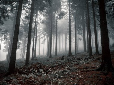 Sonbaharda sisli orman, yeşil bir çayırda yüksek ağaçlar...