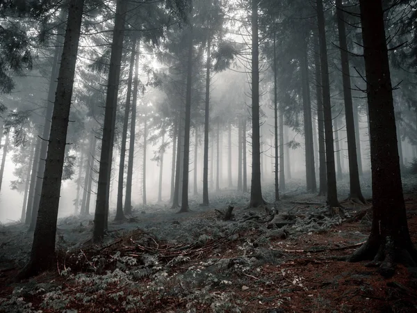 Sonbaharda sisli orman, yeşil bir çayırda yüksek ağaçlar...