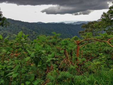 Yağmur ormanları, Ruanda, Afrika