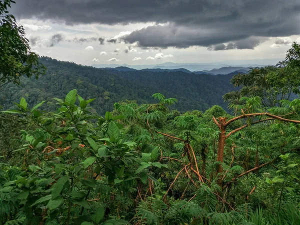 Floresta tropical, Ruanda, África — Fotografia de Stock