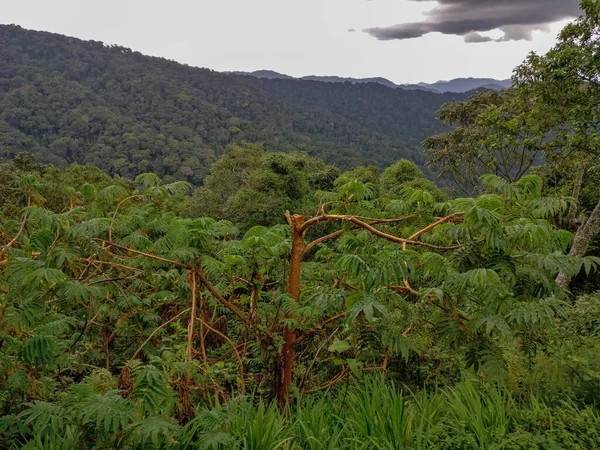 Floresta tropical, Ruanda, África — Fotografia de Stock