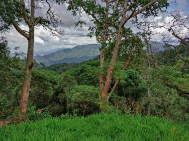 Yağmur ormanları, Ruanda, Afrika