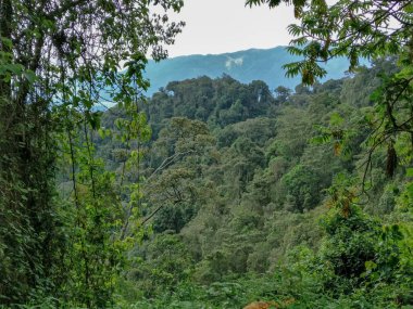 Yağmur ormanları, Ruanda, Afrika