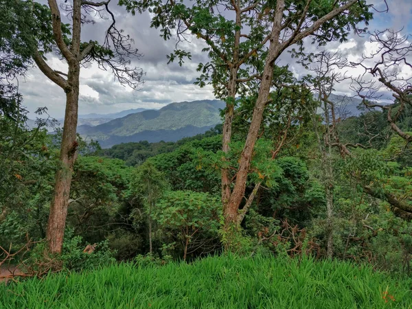 Floresta tropical, Ruanda, África — Fotografia de Stock