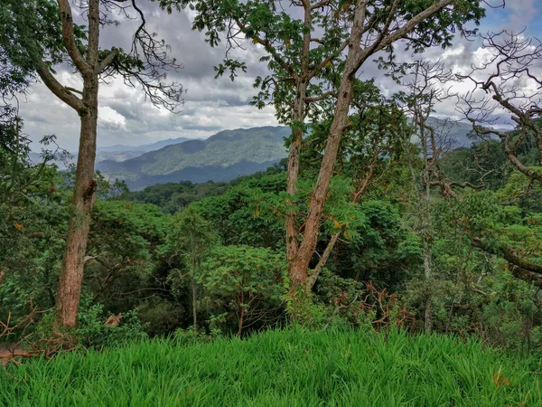 Floresta tropical, Ruanda, África — Fotografia de Stock