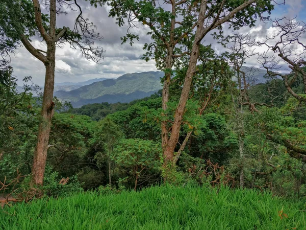 Τροπικό δάσος, Ρουάντα, Αφρική Royalty Free Φωτογραφίες Αρχείου