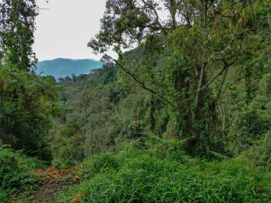 Yağmur ormanları, Ruanda, Afrika