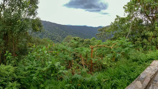 Yağmur ormanları, Ruanda, Afrika — Stok fotoğraf