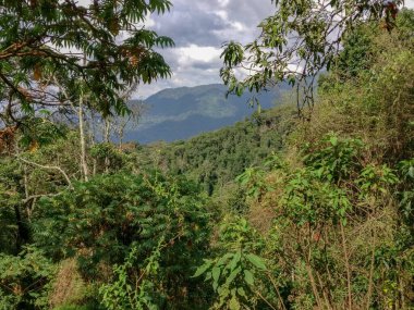 Yağmur ormanları, Ruanda, Afrika