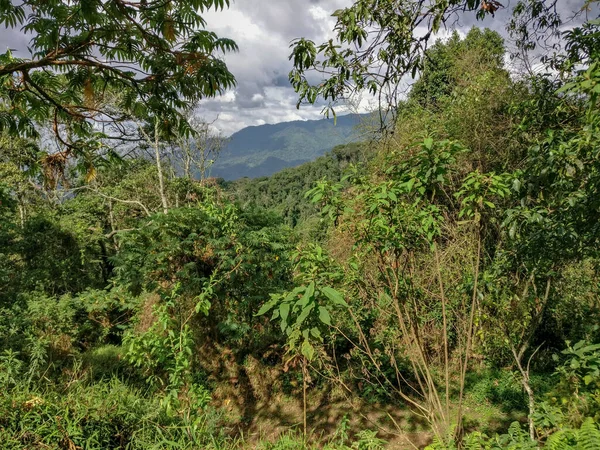 Regenwald, Ruanda, Afrika — Stockfoto