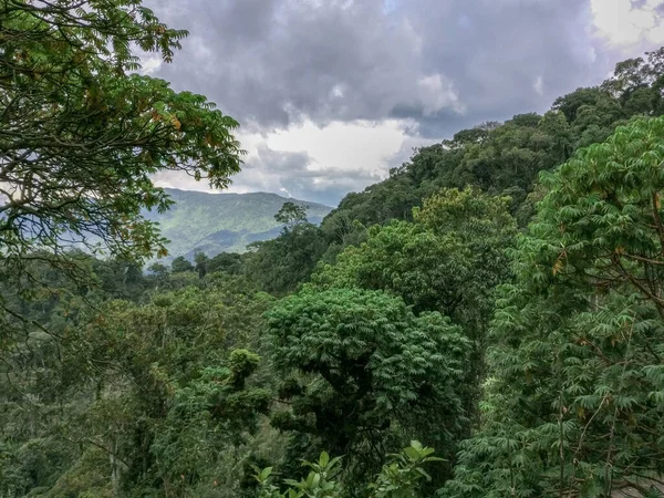 Regenwald, Ruanda, Afrika — Stockfoto