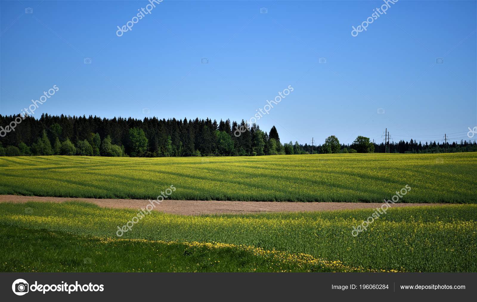 春に自然が目覚めます 明るい色は 私たちの周りの世界を描きます すべての花を咲かせるし においがします ストック写真 C