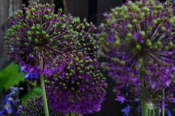 Bloemen Zijn Een Prachtige Creatie Van Natuur Decoratieve Boog — Stockfoto