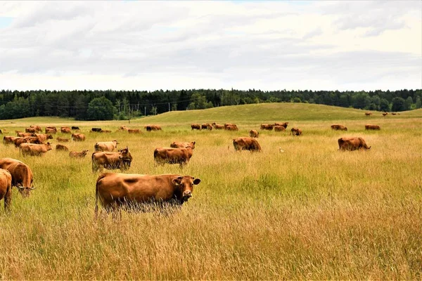 Shvitskaya breed of cows refers to animals with mixed dairy and meat direction. It was bred in Switzerland and distributed in many countries.