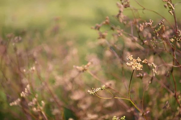 Alan Bitkiler Çiçek Çim Kokusu Ile Evinizin Doldurmak Konfor Rahatlık — Stok fotoğraf