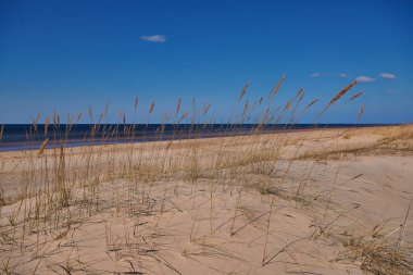 Baltık Devletleri'nde Baltık Denizi'nin kumlu kıyıları
