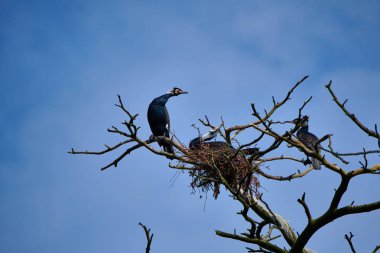Kursha Spit, Curonian Lagünü'ni Baltık Denizi'nden ayıran dar ve uzun bir kumsal şerididir..