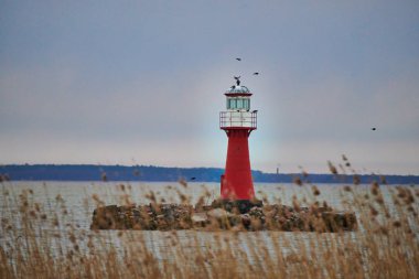 Kursha Spit, Curonian Lagünü'ni Baltık Denizi'nden ayıran dar ve uzun bir kumsal şerididir..