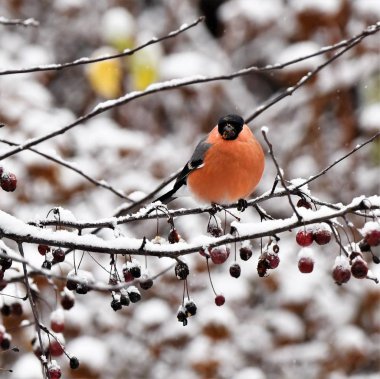 Kızıl göğüslü ispinoz Kış Habercisi