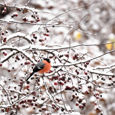 Kızıl göğüslü ispinoz Kış Habercisi