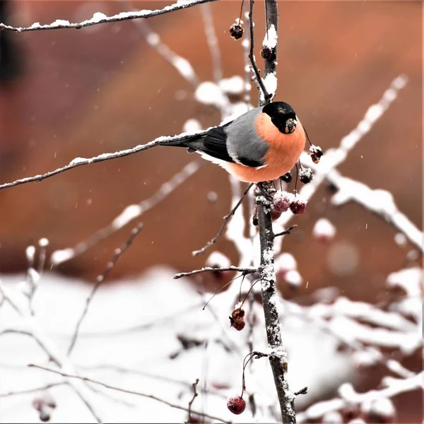 불핀치 겨울의 — 스톡 사진