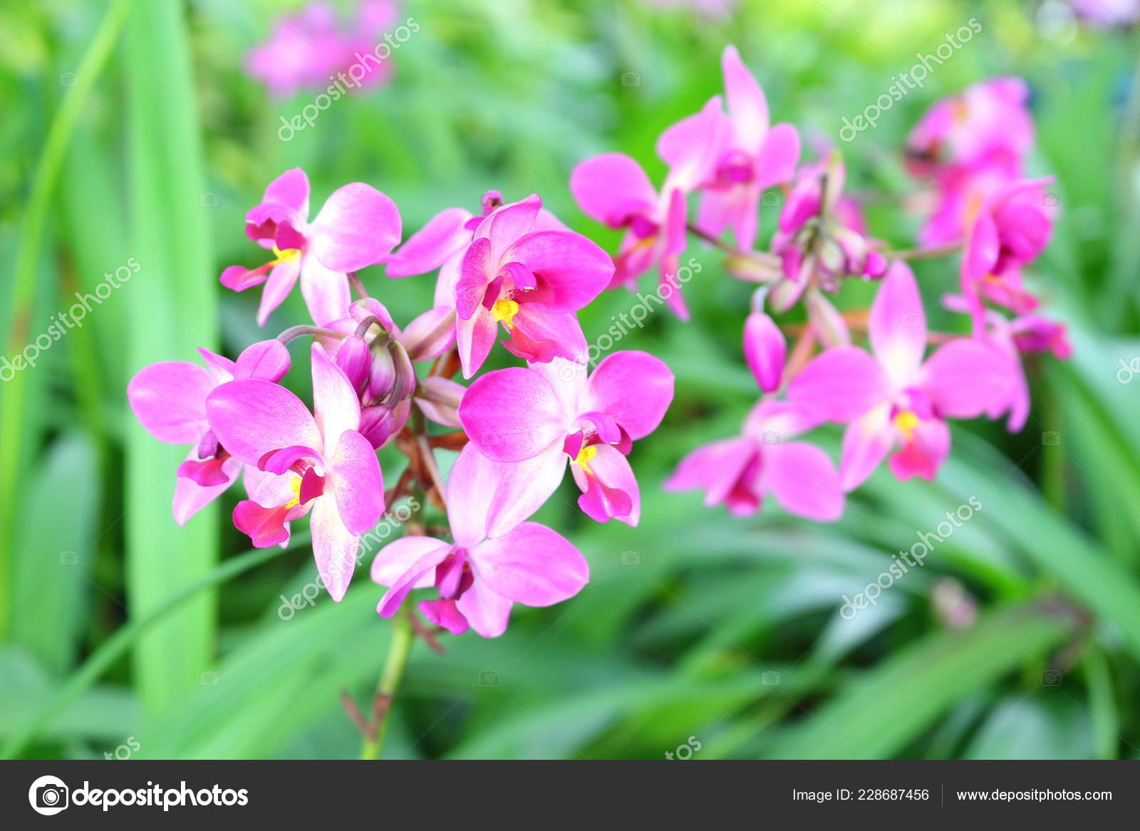 Pink Miltonia Orchids Garden Stock Photo C Rassamee 228687456