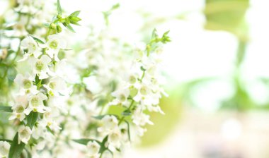 Beyaz Angelonia goyazensis Bahçedeki Benth çiçekleri