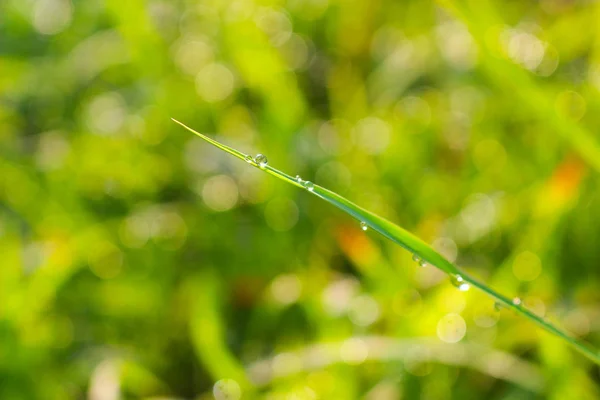 Kapky vody na zelené travní listy ráno — Stock fotografie