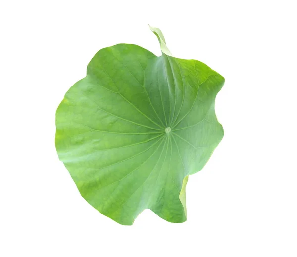 Geïsoleerd Van Groen Lotusblad Witte Achtergrond — Stockfoto