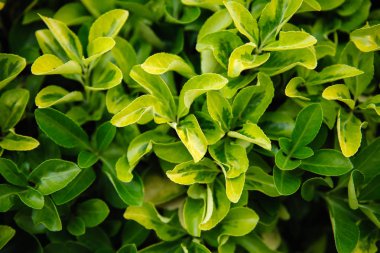 Parkta güzel yeşil taze yaprak