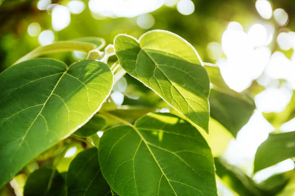 taze ve yeşil yaprakları park.