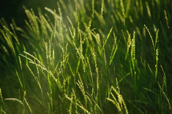 Fresh green grass background. closeup. Sun light