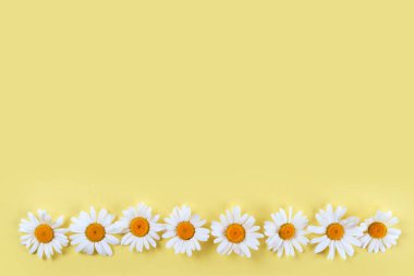 Bahar ya da yaz arka plan kopya alanı için metin ile: chamomiles ve yaprakları, beyaz çiçek sarı kalp ile. Üstten görünüm. Düz yatıyordu.