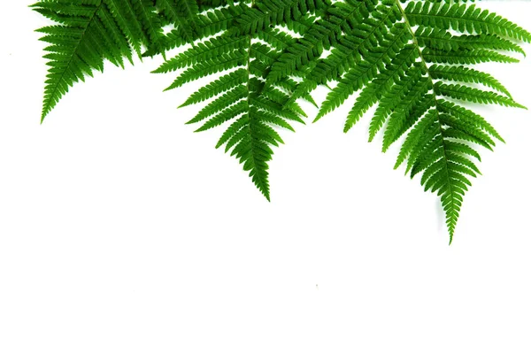 Fern Leaf Isolerade Vitt Ligga Platt — Stockfoto