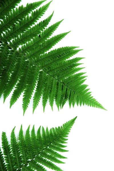 Fern Leaf Isolerade Vitt Ligga Platt — Stockfoto