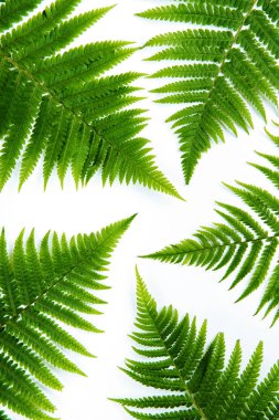 Fern leaf isolated on white. Lay flat clipart